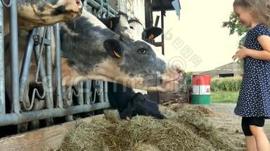可爱的小女孩把青草送给黑白牛，笑。 动物饲养，<strong>生态养殖</strong>理念，慢